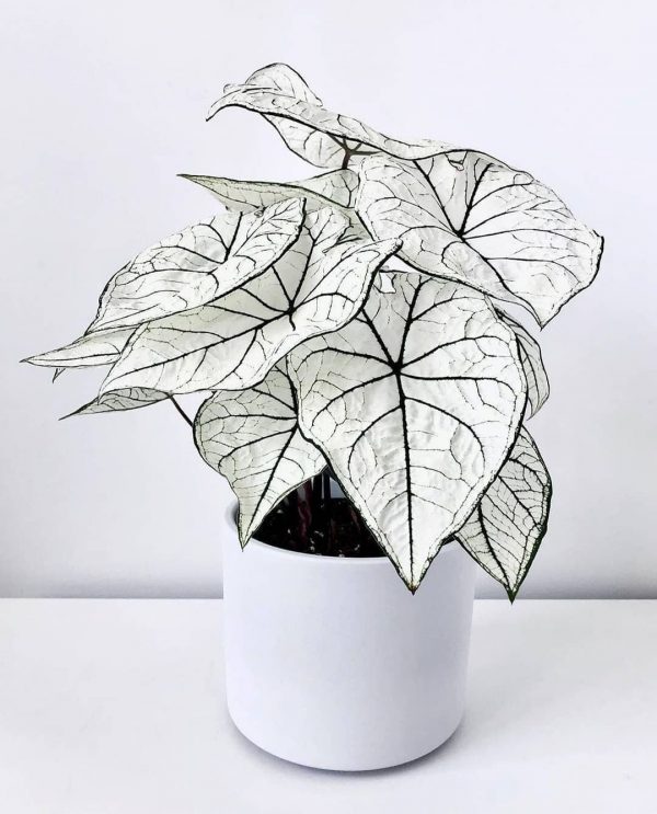 Caladium White Christmas