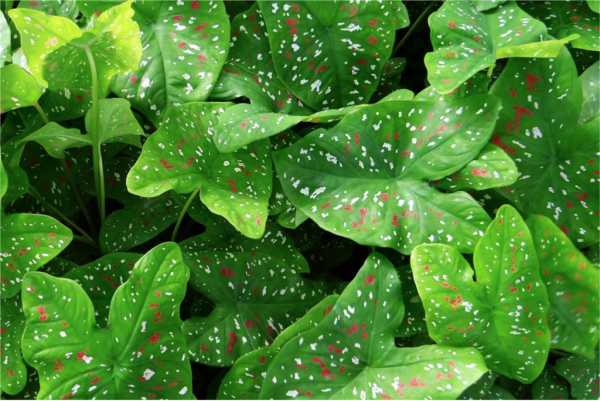 Caladium Red White and Green